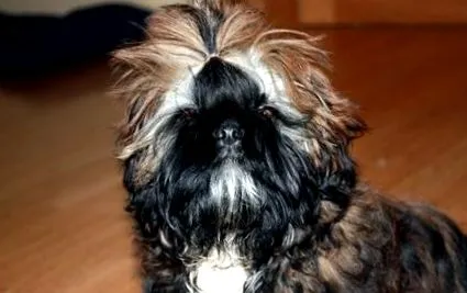 news teddy