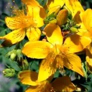 herbarium herbarium