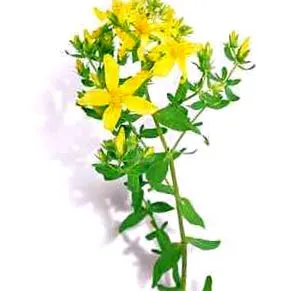 hypericum