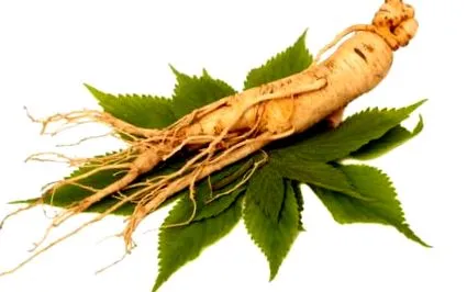 ginseng ginseng