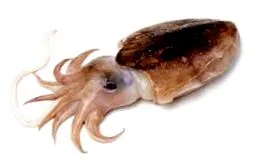 calciul