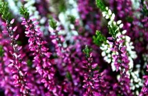 heather
