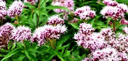 valeriană officinalis