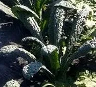 zuchini