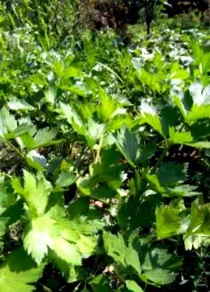 zuchini