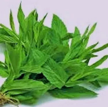 zuchini