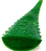 aloe aloe