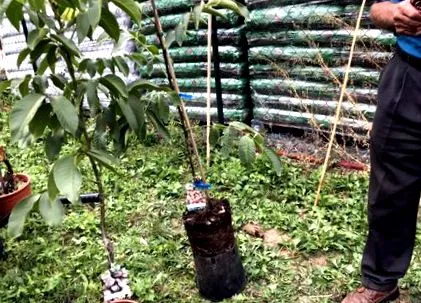 plantarea unui