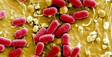 infecției
