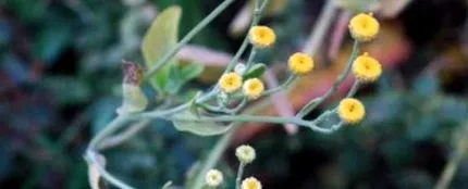 comoara