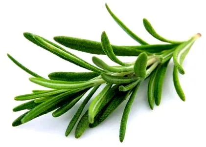medicinale plante