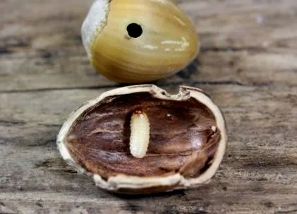 Zöld sündisznó Zöld sündisznó