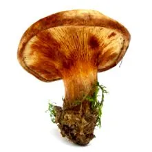 recept leghíresebb