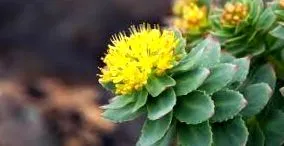 rhodiola