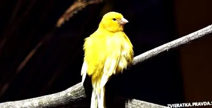 bună