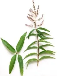 ulei