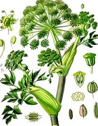 archangelica chinensis