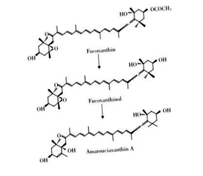 aplicații xantina oxidaza
