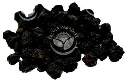 aronia melanocarpa