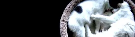 animale