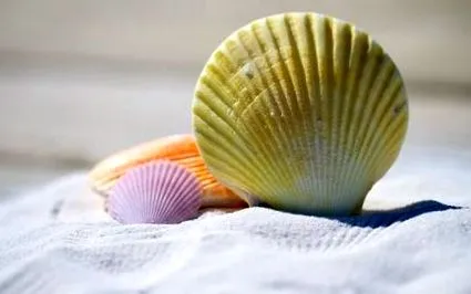 calcarea