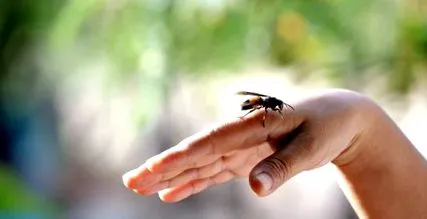 insecte uitați