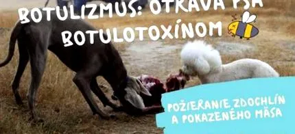 сурово месо