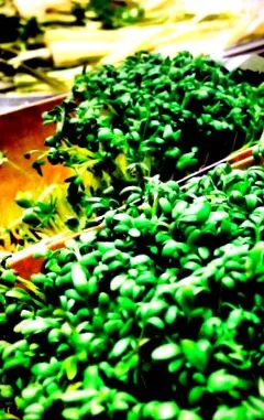 colorant verde care