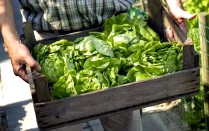sănătate clorofila