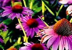 echinacea
