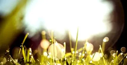 zece principii
