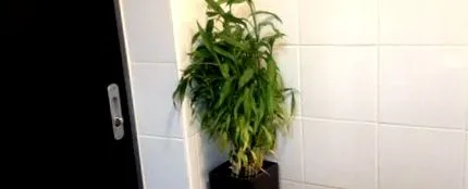 dă-i verde