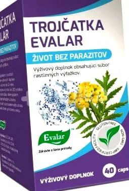 trojčatka Tanacetum vulgare