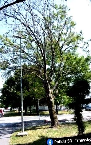 foto uscarea
