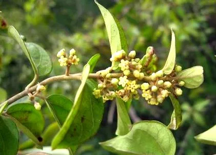 gymnema succesului
