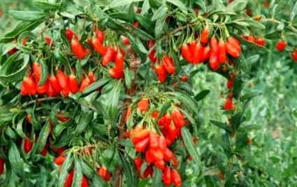 goji fruct