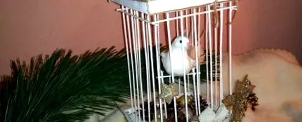 собствени