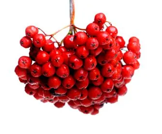 fructe