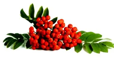 jarabina plantelor