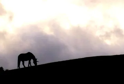 unicorn