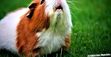 porcusorul este