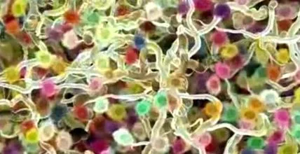 mononucleoză
