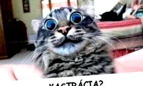 veterinară castrare
