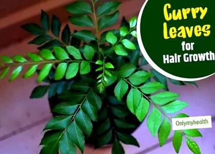 curry pentru