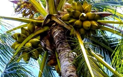 cocos bucătărie