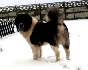 кавкаски