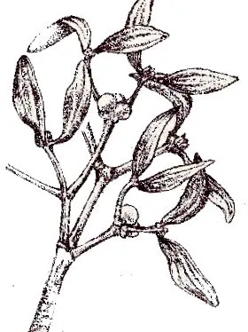 лечебни
