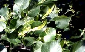 herba herba