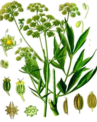 levisticum levisticum