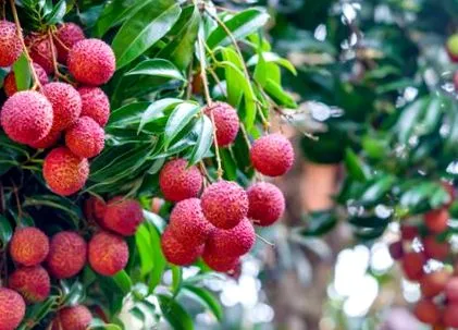 lychee